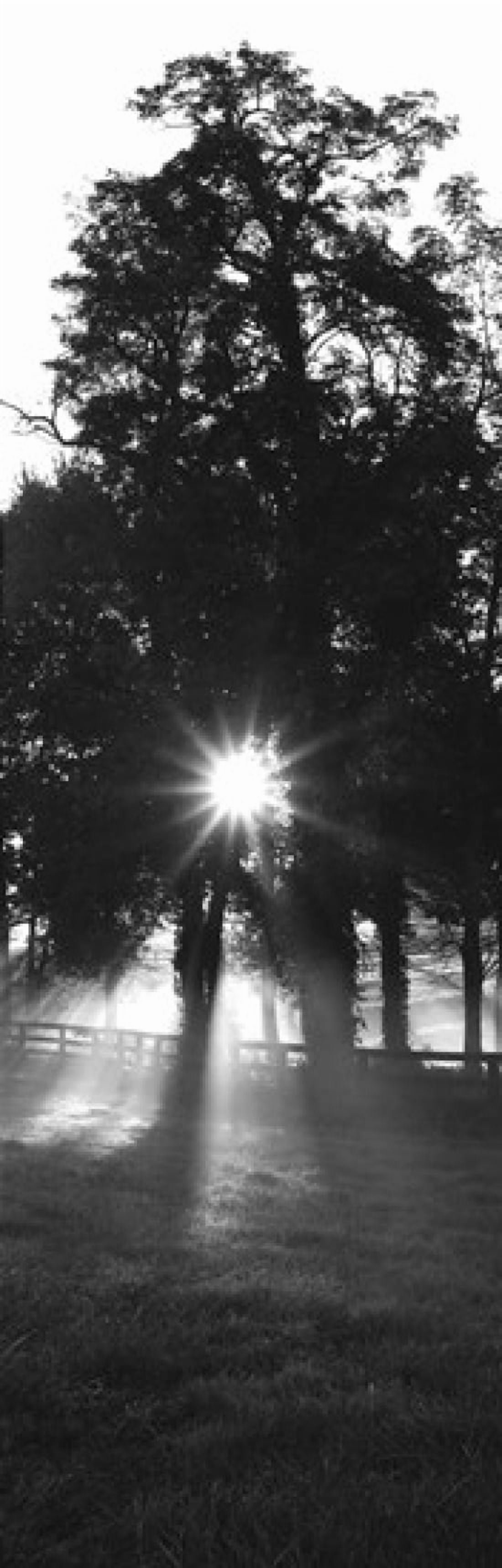 Sunrise Fog Woodford Co Kentucky USA Canvas Art - Panoramic Images (18 x 6)