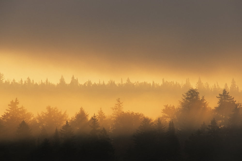 Sunrise In Fog La Mauricie National Park Quebec Canvas Art - Ron Watts Design Pics (17 x 11)
