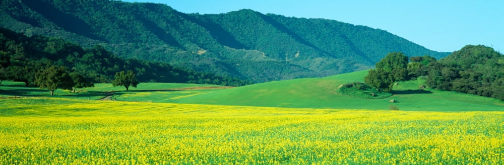 Sunrise Mustard Fields Upper Ojai California Canvas Art - Panoramic Images (36 x 12)