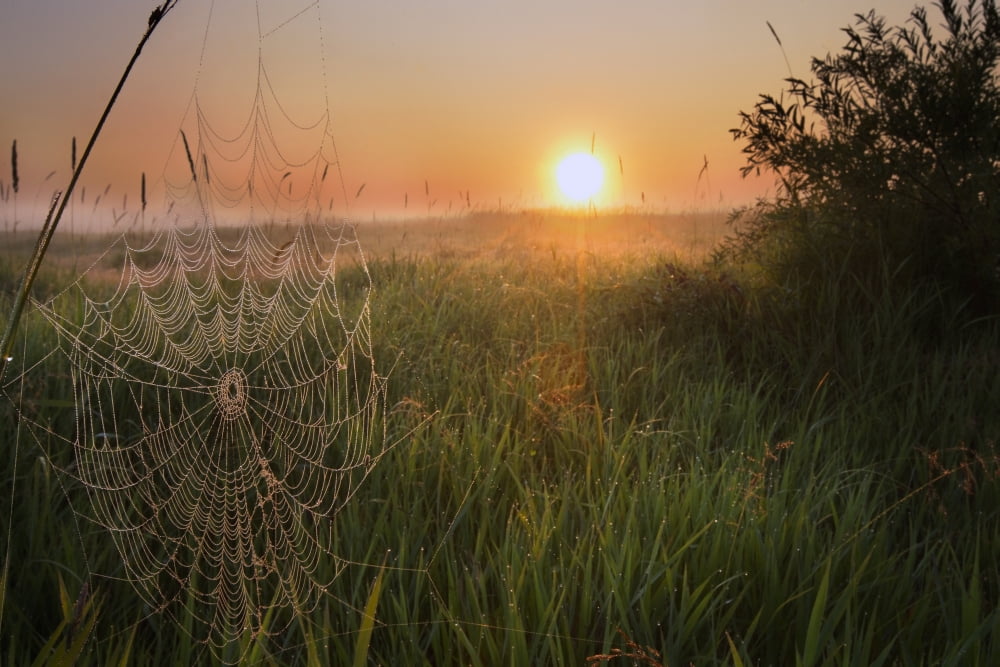 Sunrise On A Dew-Covered Cattle Pasture With Spider Web In Central Alberta Canvas Art - Dan Jurak Design Pics (34 x 22)