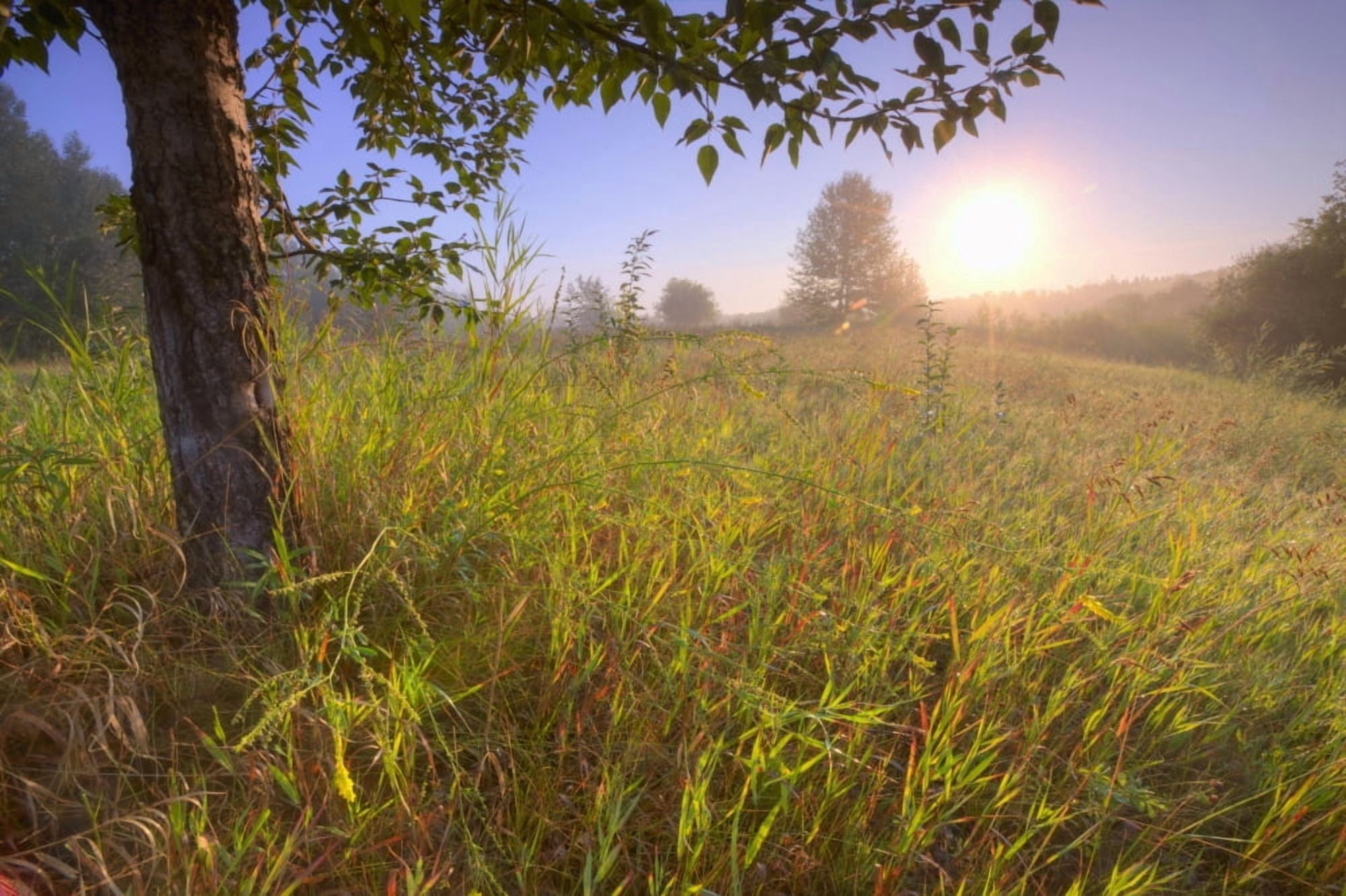 Sunrise On A Dew Covered Grassy Hill North Of Edmonton Alberta Canvas Art - Dan Jurak Design Pics (17 x 11)