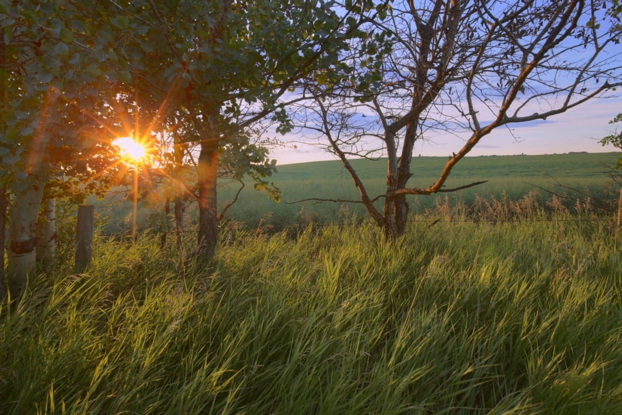 Sunrise On A Farm During The Summer In Central Alberta Canvas Art - Dan Jurak  Design Pics (34 x 22)