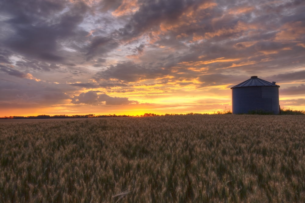 Sunrise Over A Barley Field And Grain Silo On A Farm In Central Alberta Canvas Art - Dan Jurak Design Pics (17 x 11)