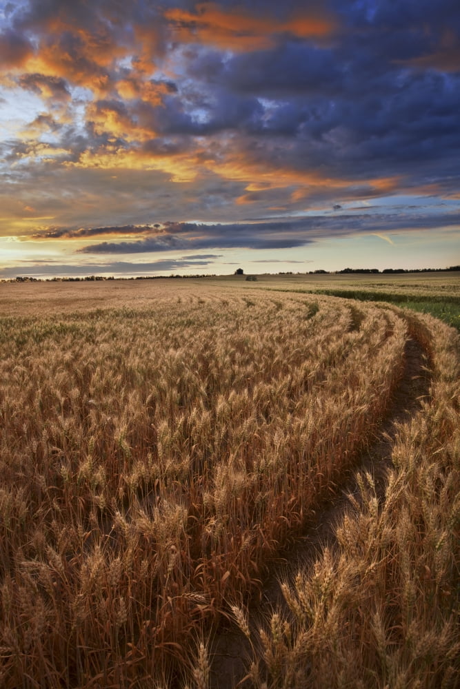 Sunrise Over A Barley Field On A Farm In Central Alberta Canvas Art - Dan Jurak Design Pics (22 x 34)