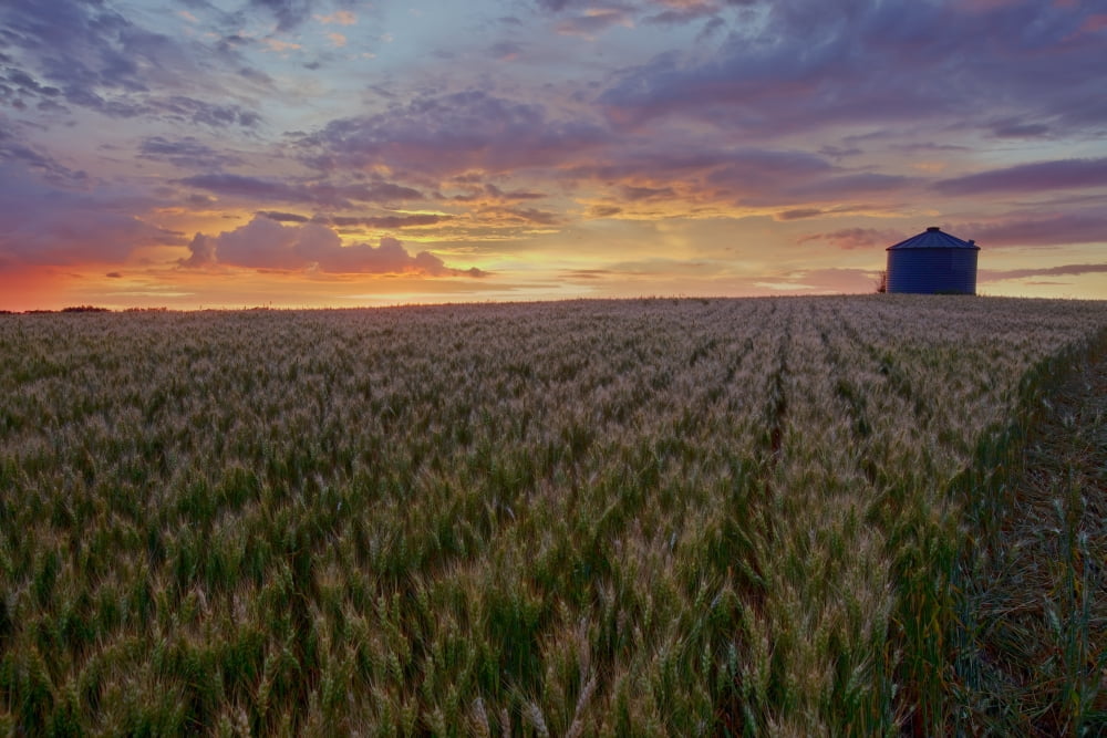 Sunrise Over A Barley Field With Grain Silo In Central Alberta Canvas Art - Dan Jurak Design Pics (17 x 11)