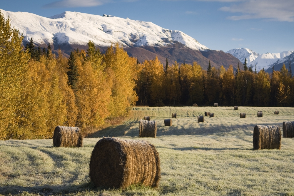 Sunrise Over A Field On Farmers Loop Road Just Outside Of Palmer Southcentral Alaska Fall Canvas Art - Michael Criss Design Pics (17 x 11)