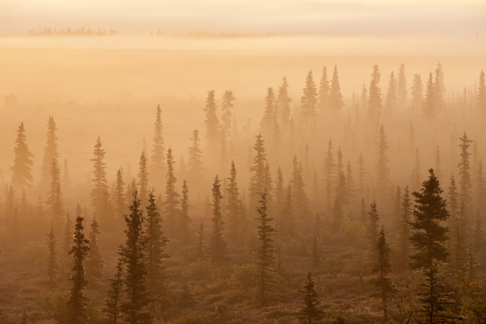 Sunrise Over A Foggy Forest Katmai National Park And Preserve Southwest Alaska Autum Canvas Art - John Hyde Design Pics (19 x 12)