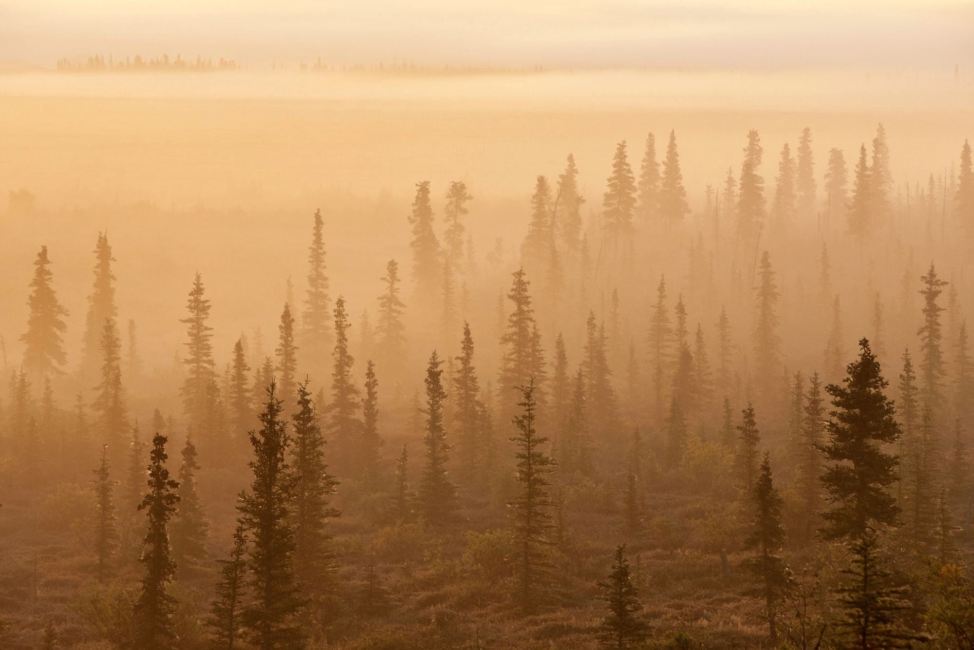 Sunrise Over A Foggy Forest Katmai National Park And Preserve Southwest Alaska Autum Canvas Art - John Hyde Design Pics (38 x 24)