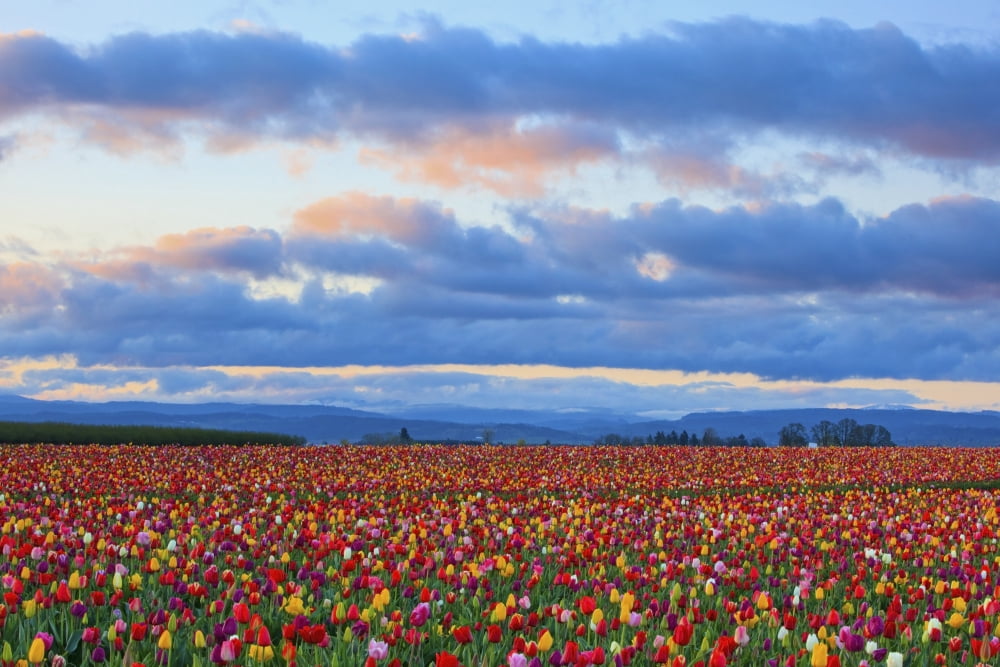 Sunrise Over A Tulip Field At Wooden Shoe Tulip Farm Woodburn Oregon United States of America Canvas Art - Craig Tuttle Design Pics (19 x 12)