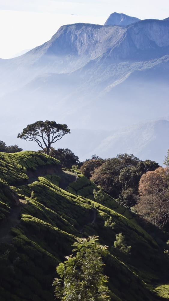 Sunrise Over The Majestic Western Ghats And The Theni Valley Top Station Kerala India Canvas Art - Heather Elton Design Pics (22 x 40)