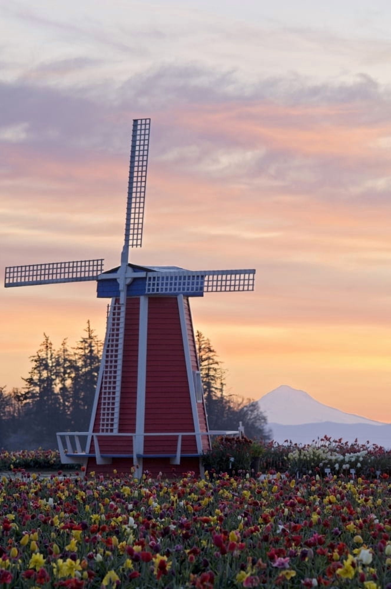 Sunrise Over Wooden Shoe Tulip Farm And Mt Hood Woodburn Oregon Usa Canvas Art - Dan Sherwood Design Pics (12 x 18)