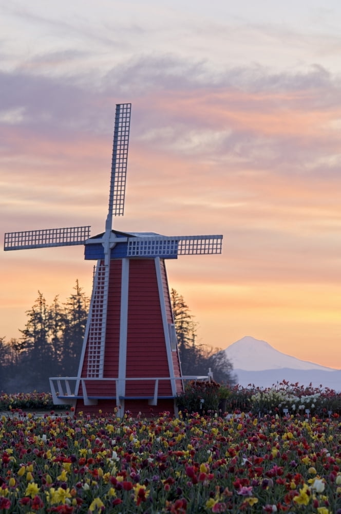 Sunrise Over Wooden Shoe Tulip Farm And Mt Hood Woodburn Oregon Usa Canvas Art - Dan Sherwood Design Pics (24 x 36)
