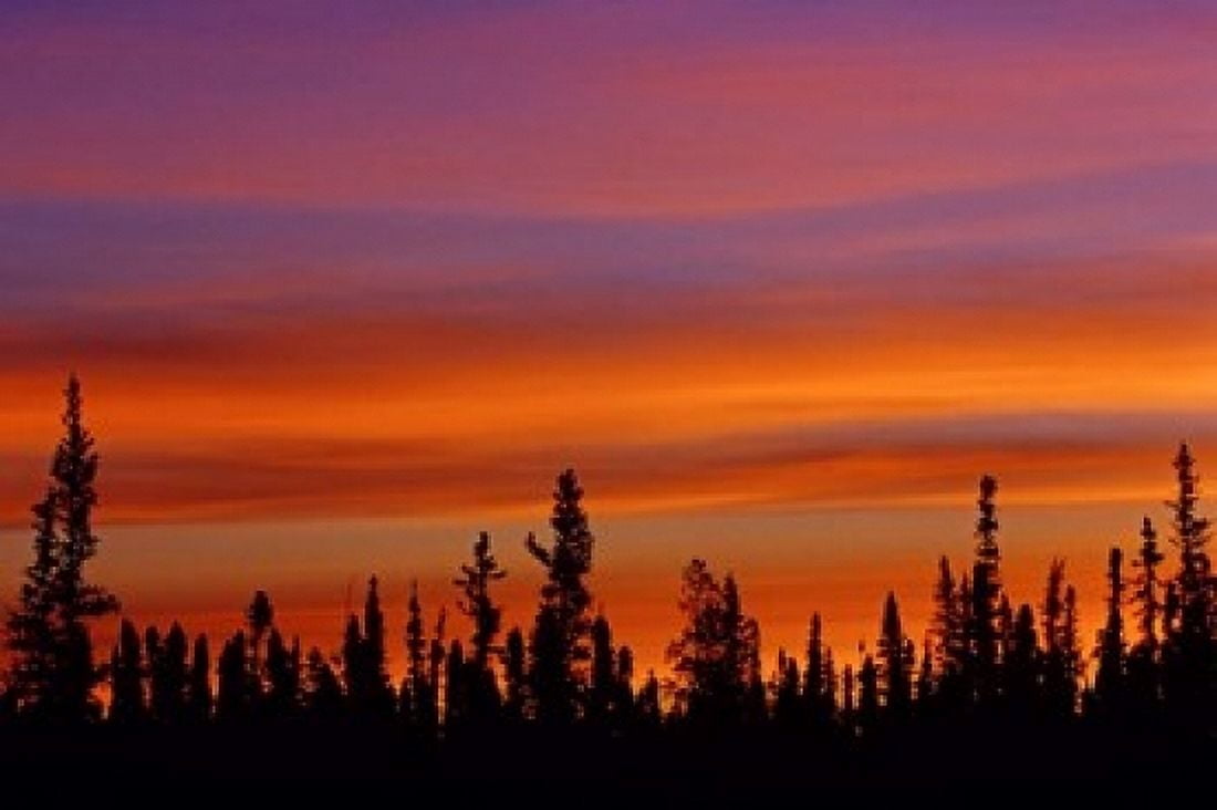 Sunrise Over a Boreal Forest Canvas Art - Jaynes Gallery DanitaDelimont (36 x 24)