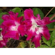 Sunrise Serenade Morning Glory Premium Seeds Packet