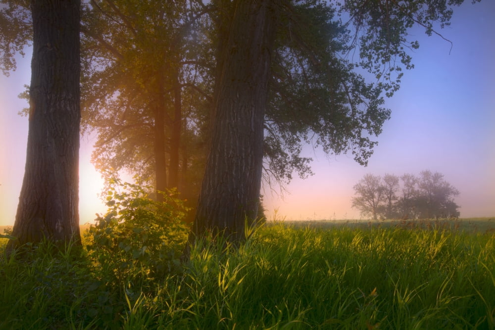 Sunrise Streaming Through Foggy Trees On A Farm During The Summer In Central Alberta Canvas Art - Dan Jurak Design Pics (34 x 22)