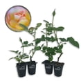 thumbnail image 1 of Sunrise Surprise Rose Bush - 4 Live Starter Plants in 2 Inch Pots - Beautiful Roses from Florida - A Timeless Classic Ornamental Rose, 1 of 6