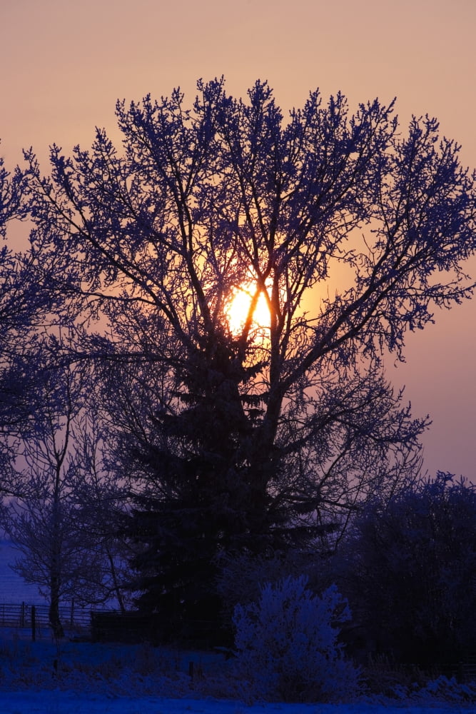 Sunrise Through A Tree In Winter Canvas Art - Richard Wear Design Pics (11 x 17)
