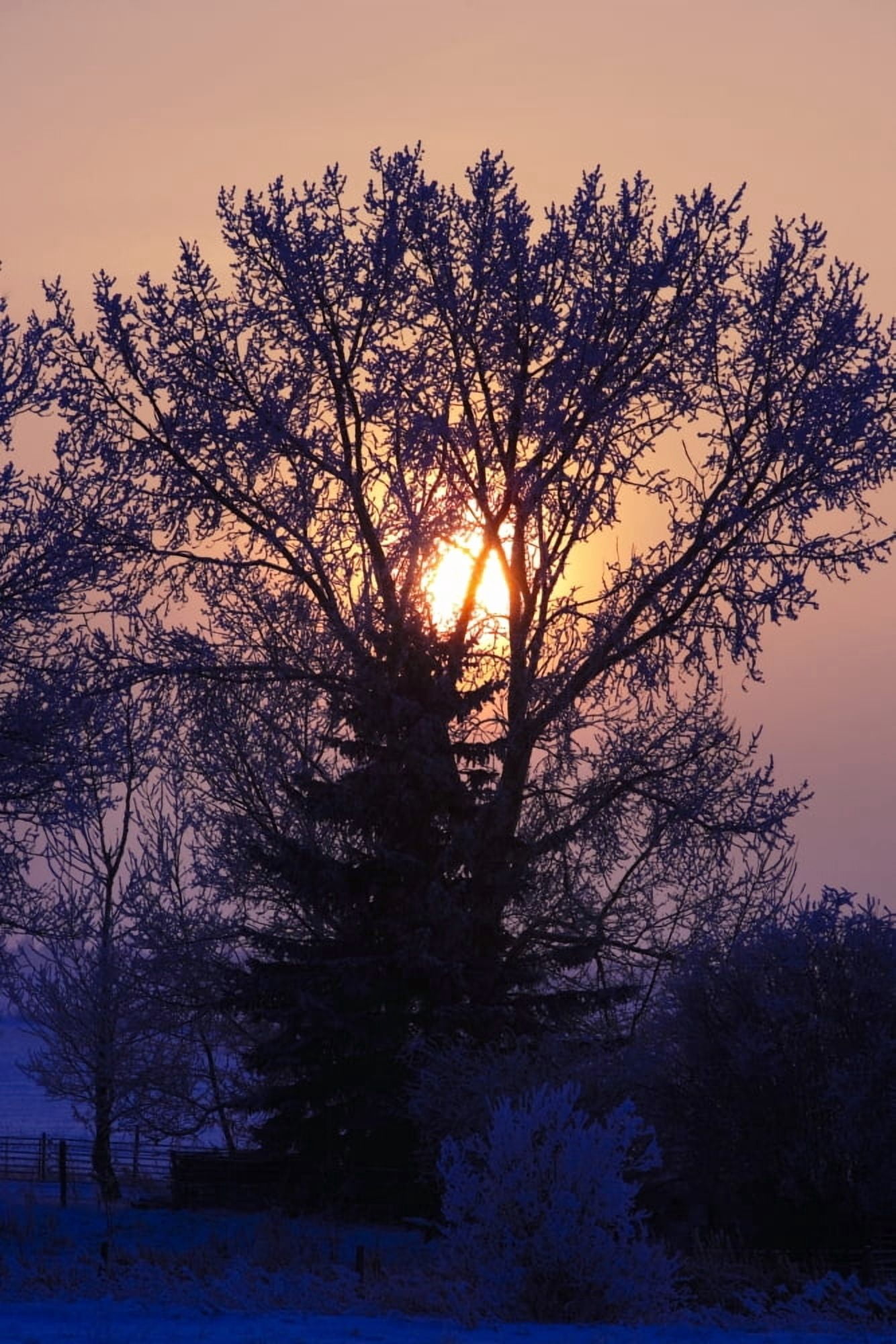 Sunrise Through A Tree In Winter Canvas Art - Richard Wear Design Pics (22 x 34)