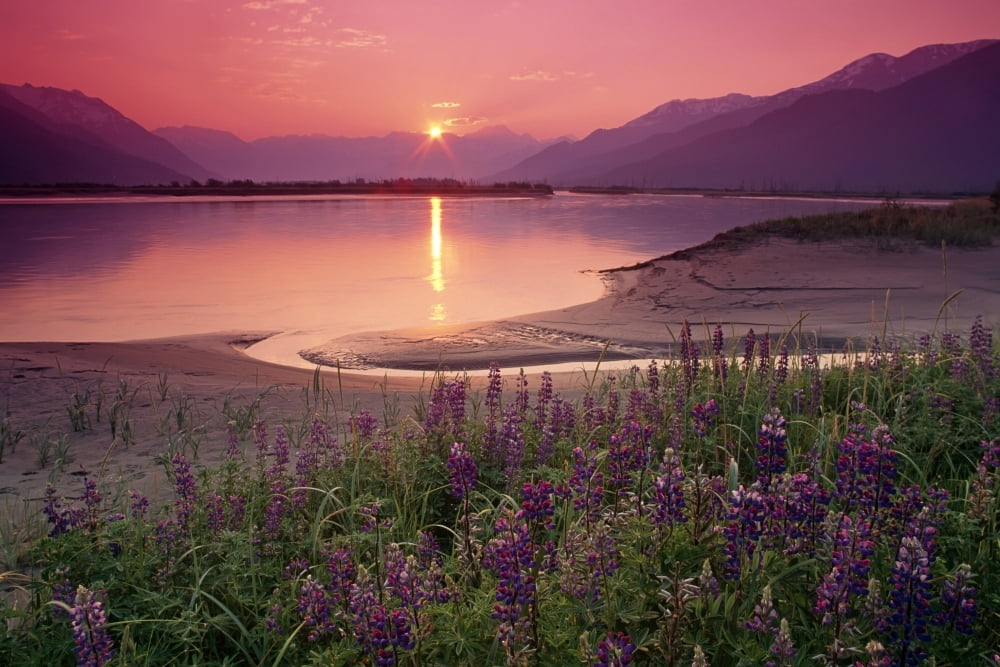 Sunrise Twentymile River & Lupine Sc Ak Summer Scenic Canvas Art - Michael DeYoung Design Pics (17 x 11)
