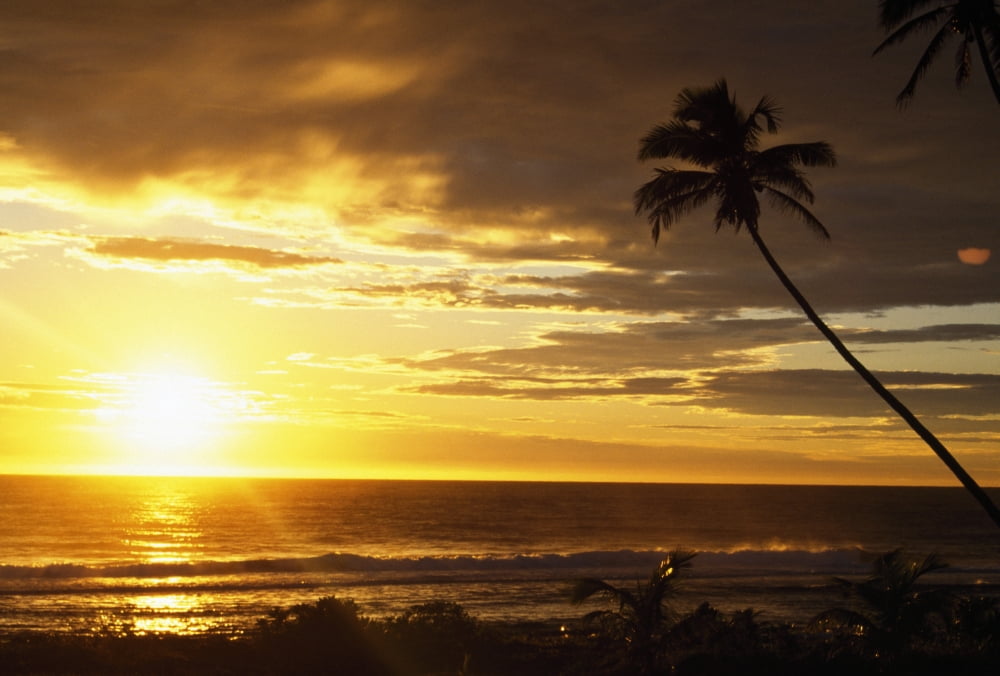 Sunrise With Palm Trees Canvas Art - Natural Selection Craig Tuttle Design Pics (18 x 12)