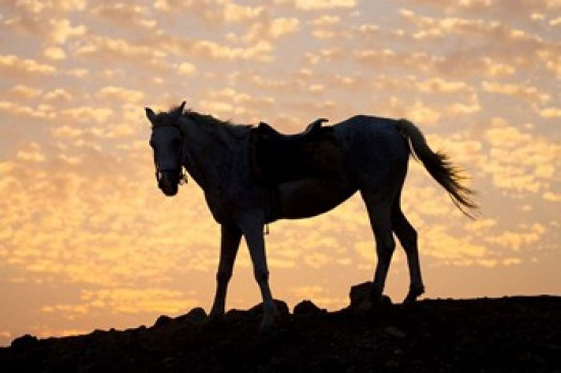 Sunrise and Silhouette of Horse and rider on the Giza Plateau Cairo Egypt Canvas Art - Darrell Gulin DanitaDelimont (35 x 23)