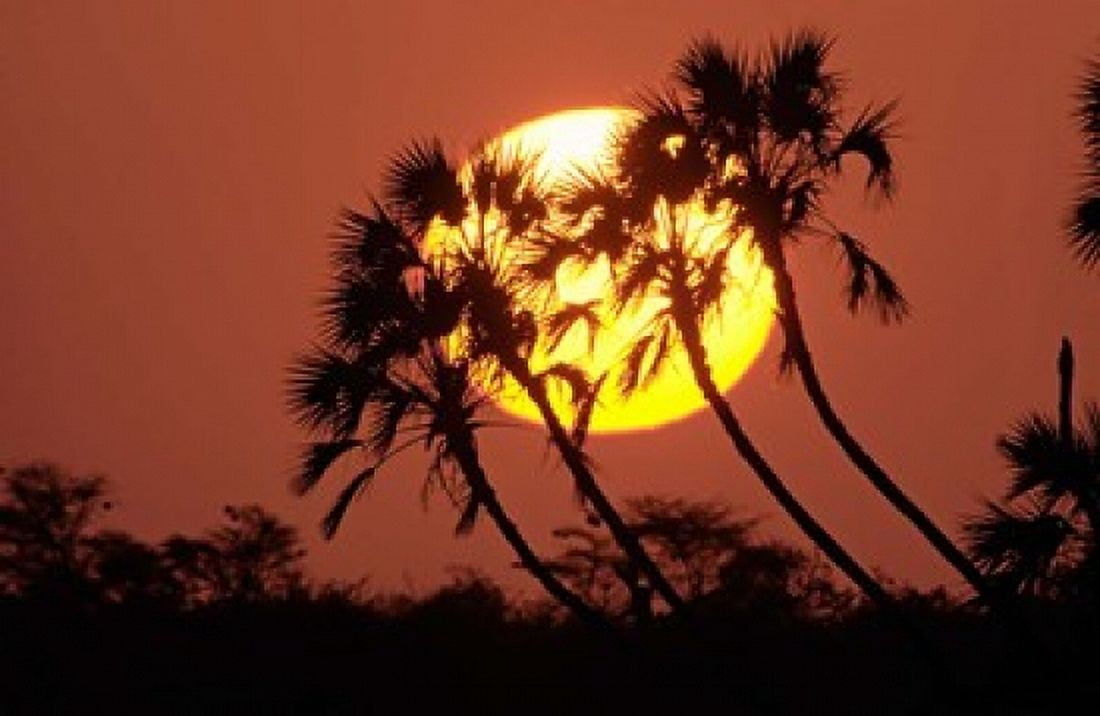 Sunrise behind silhouetted trees Kenya Africa Canvas Art - Panoramic Images (36 x 24)