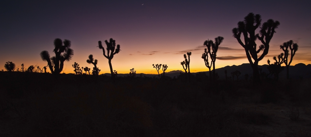 Sunrise in joshua tree national park in winterCalifornia united states of america Canvas Art - Brian Guzzetti Design Pics (32 x 14)