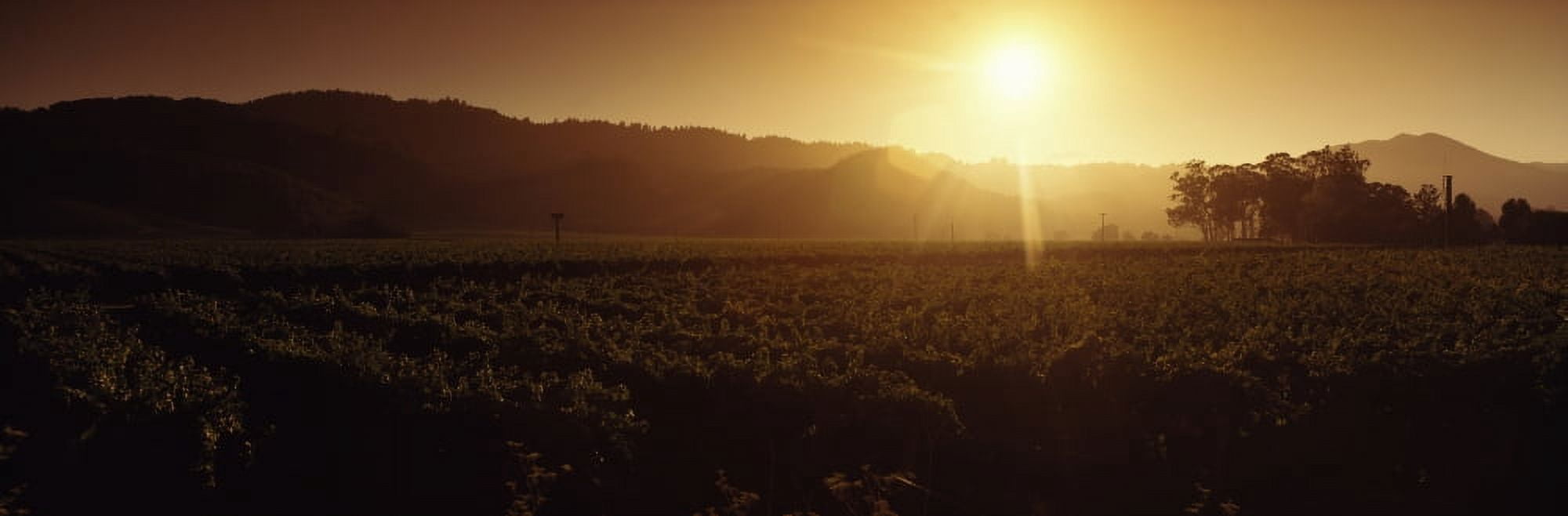 Sunrise over a vineyard Sonoma California USA Canvas Art - Panoramic Images (27 x 9)