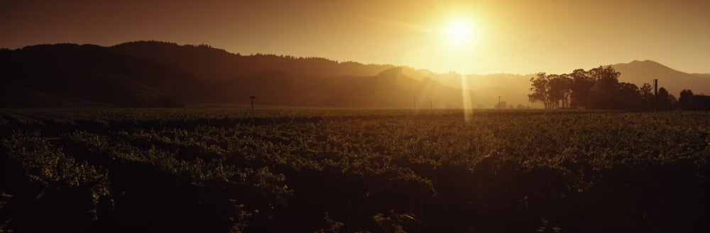 Sunrise over a vineyard Sonoma California USA Canvas Art - Panoramic Images (36 x 12)