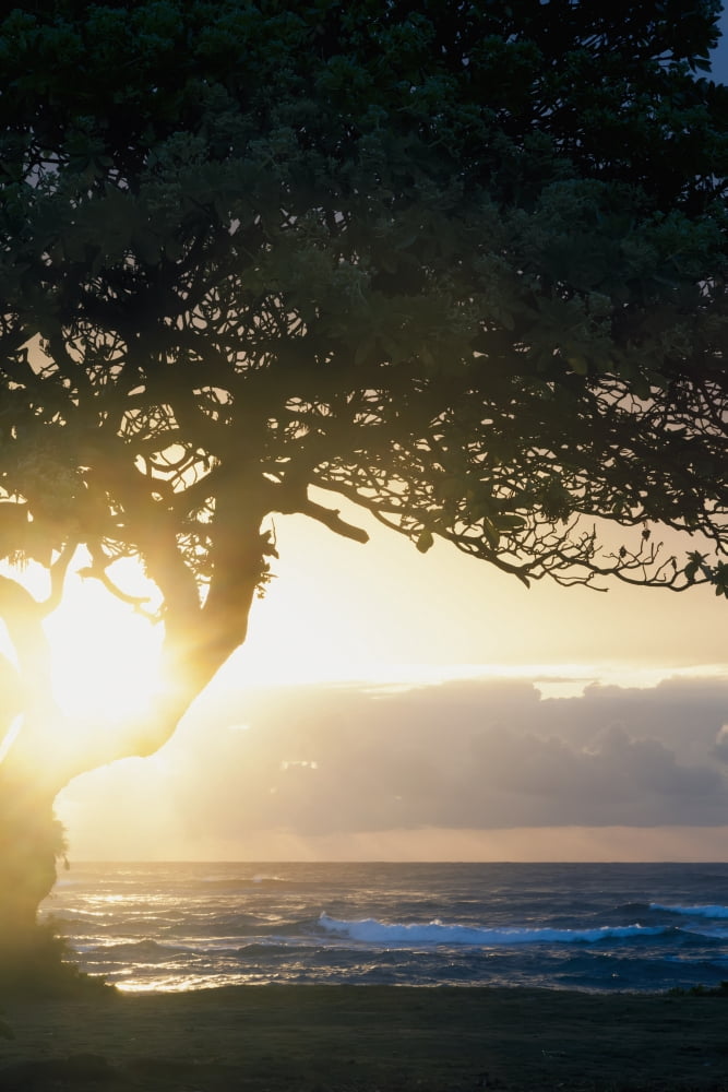 Sunrise seen from Lydgate Beach Park Lydgate Kauai Hawaii United States of America Canvas Art - Ian Ludwig Design Pics (12 x 19)