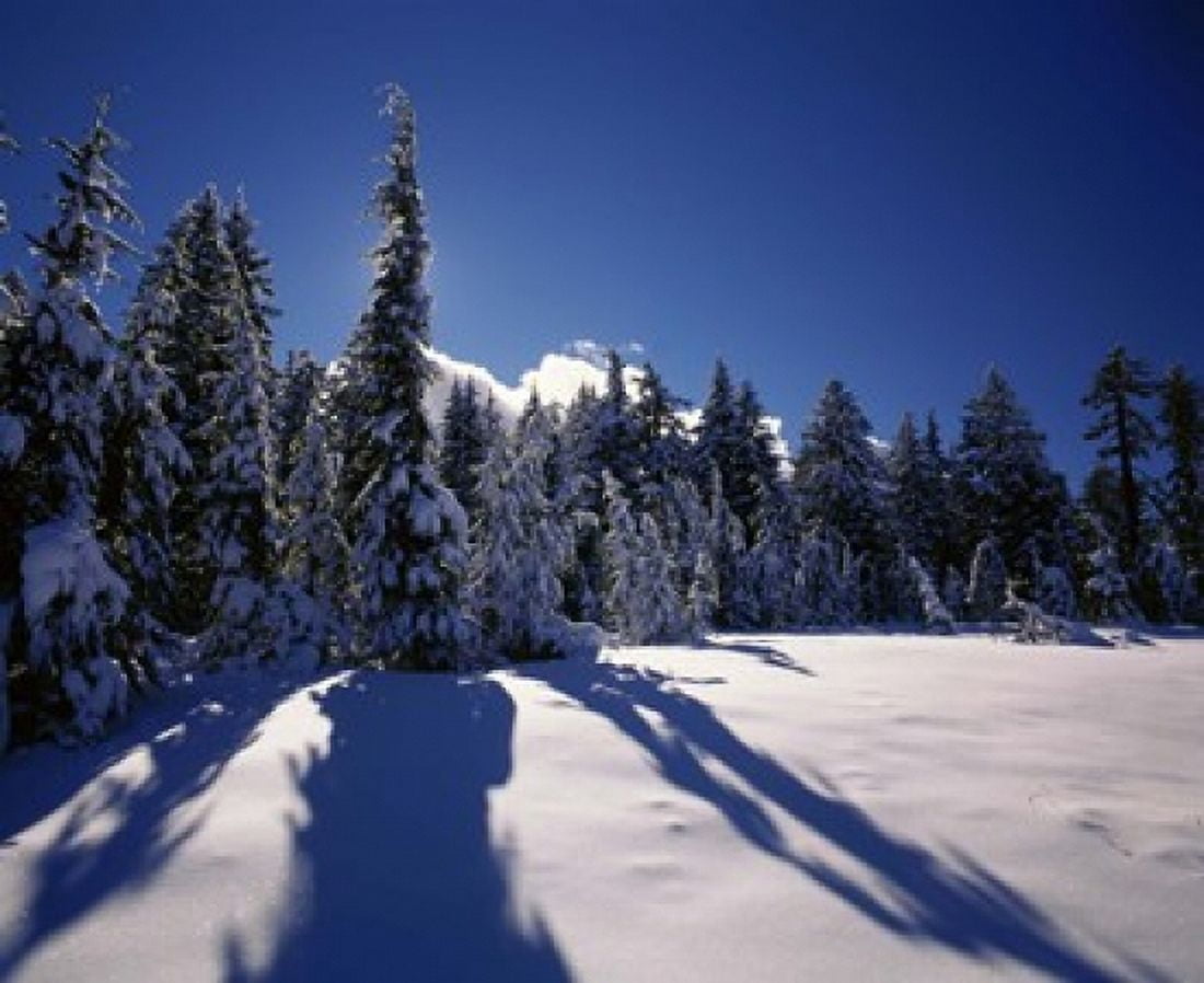 Sunrise through snow covered fir trees at South Rim Crater Lake National Park Oregon USA Canvas Art - Panoramic Images (36 x 30)