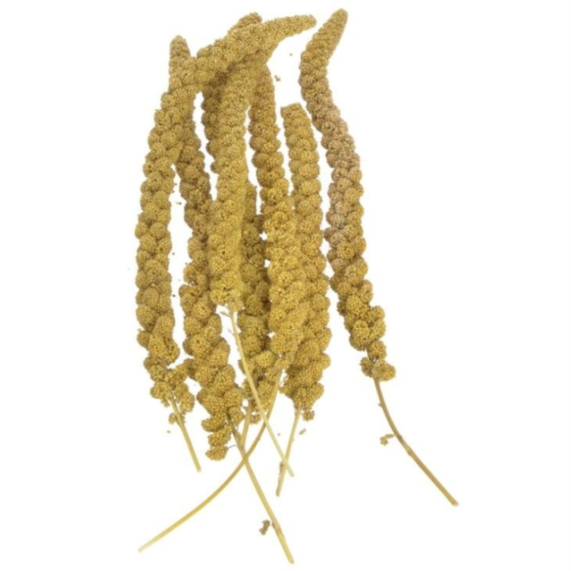 Sunseed Golden Millet Spray Natural Bird Treat 25 lbs