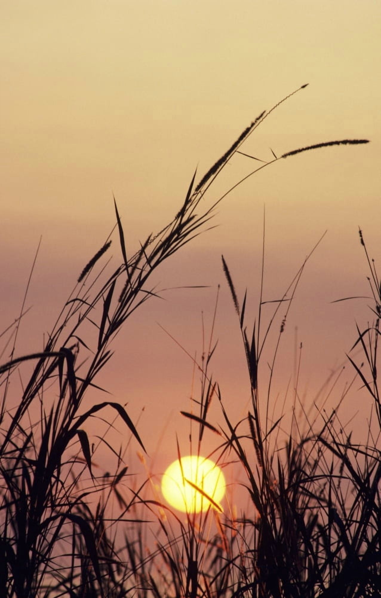 Sunset Colorful Purple Sky And Sunball Silhouetted Grass In Foreground Canvas Art - Greg Vaughn Design Pics (22 x 34)