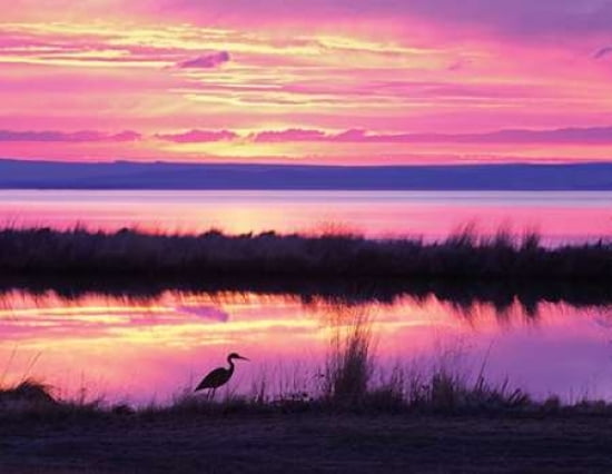 Sunset Crane Canvas Art - Dennis Frates (22 x 28)