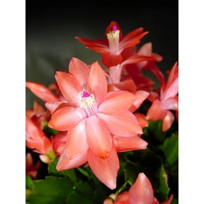 Sunset Dancer Christmas Cactus Plant - Zygocactus - 2" Pot