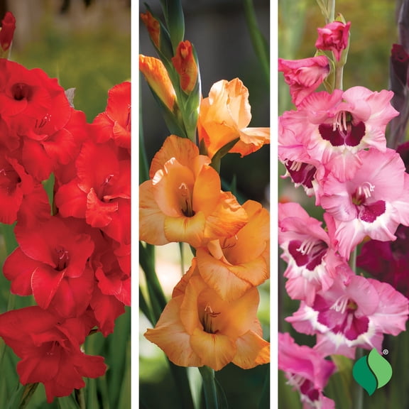 Sunset Gladiolus Mix