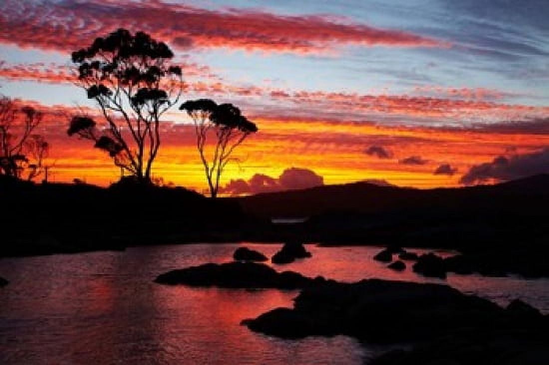 Sunset Gum Tree Binalong Bay Bay of Fires Australia Canvas Art - David Wall DanitaDelimont (29 x 19)