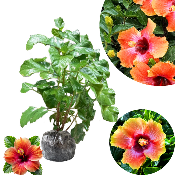 Sunset Hibiscus Plant Live, Clump Of 8-12" Tall, Hardy Hibiscus Tree Live Plant, Hibiscus Flowers Plant