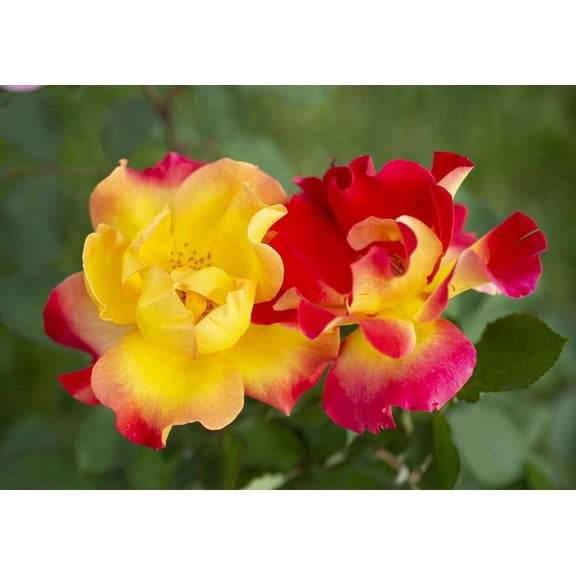 Sunset Horizon Shrub Rose - Live Plant - ( 1 QT ) - Repeat Blooms