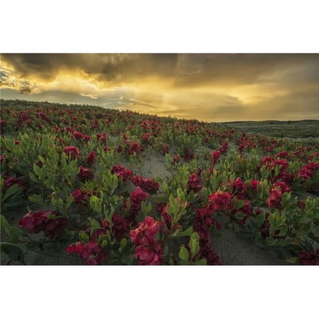 Sunset Illuminated The Clouds Over The Great Sandhills - Saskatchewan Canada Poster Print - 19 x 12 in.