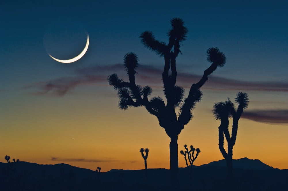 Sunset In Joshua Tree National Park California United States Of America Canvas Art - Brian Guzzetti Design Pics (19 x 12)
