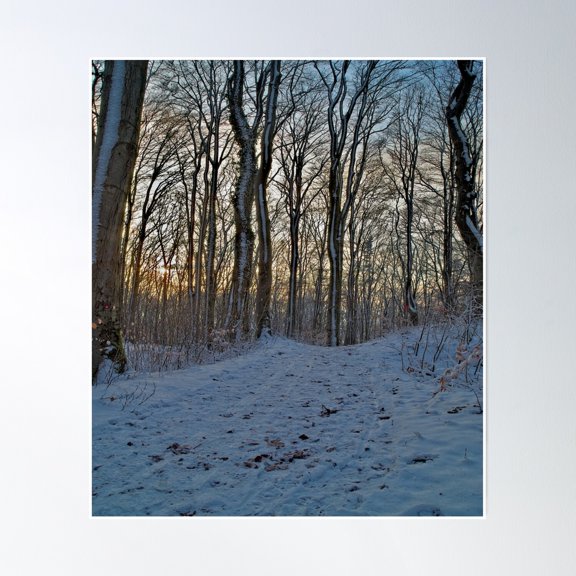 Sunset In The Winter Forest Iii Poster Wall Art, Modern Wall Decor, 8x12 UNFRAMED