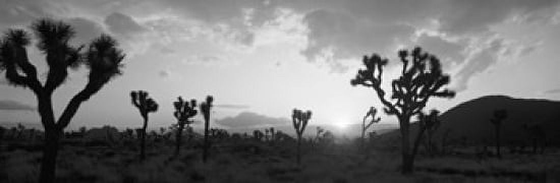 Sunset Joshua Tree Park California USA Canvas Art - Panoramic Images (36 x 12)
