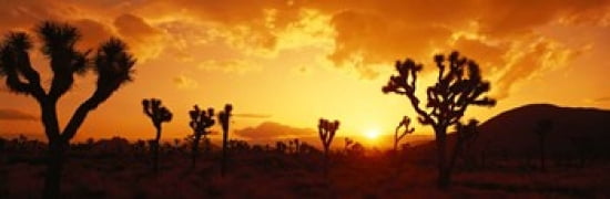Sunset Joshua Tree Park California USA Canvas Art - Panoramic Images (36 x 12)