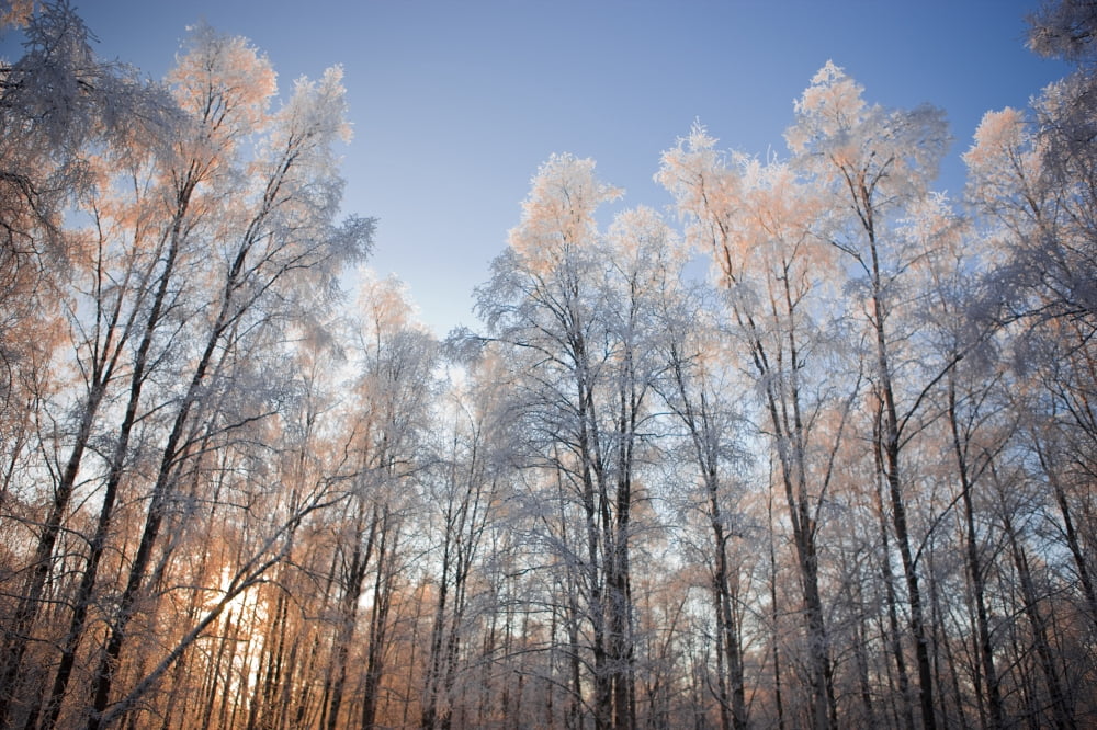 Sunset Light Shining Through Hoarfrost Covered Birch Trees In Russian Jack Park Anchorage Alaska Canvas Art - Kevin Smith Design Pics (17 x 11)