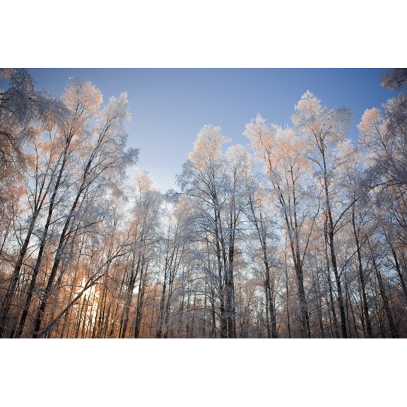 Sunset Light Shining Through Hoarfrost Covered Birch Trees In Russian Jack Park Anchorage Alaska Canvas Art - Kevin Smith Design Pics (17 x 11)