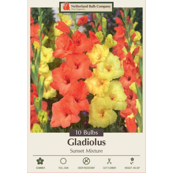 Sunset Mix Large Flowering Gladiolus - 10 Bulbs 12/14cm