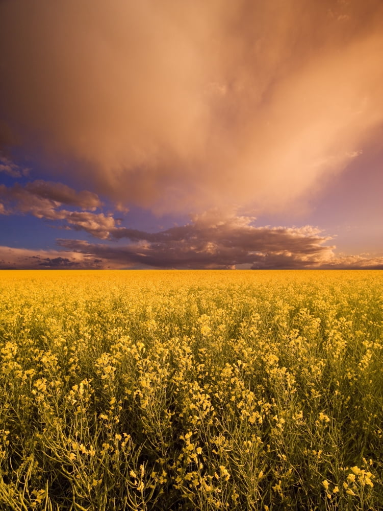 Sunset On A Canola Field Canvas Art - Darren Greenwood Design Pics (24 x 32)