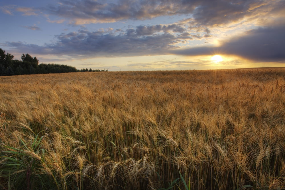 Sunset Over Field Of Ripe Barley Alberta Canvas Art - Dan Jurak Design Pics (34 x 22)