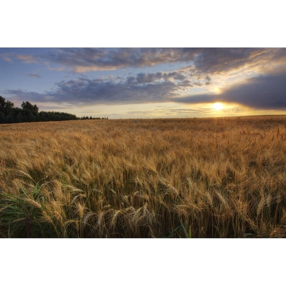 Sunset Over Field Of Ripe Barley Alberta Poster Print